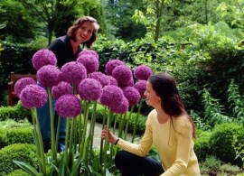 100-seeds-pack-purple-giant-allium-giganteum-beautiful-flower-seeds-garden-plant-the-budding-rate-95.jpg_640x640