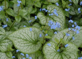 21.-brunnera-collection-jack-frost-scaled