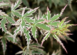 800px-acer_palmatum_butterfly_leaves_photo_file_538kb