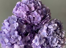 adora-lavender