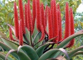 aloes-6