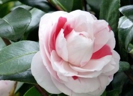 camellia-japonica-april-dawn-april-dawn-camellia-3_1400x