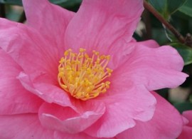 camellia-winters-joy-1_thumbnail