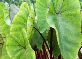 colocasia-esculenta-hawaiian-punch-pp-24596.i-2469.s-63329.r-1_1024x1024