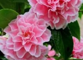 db80f083416e7ac68e8a84fb698cf4fc--camellia-japonica-pink-flowers
