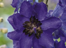 delphinium-elatum-magic-fountains-dark-blue-with-dark-bee-k2400-1