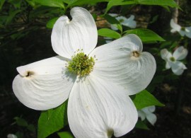 flowering-dogwood-cornus-florida-bloom-