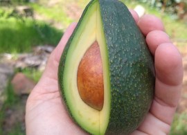 fuerte-avocado-profile-1080x675