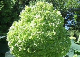 hydrangea-arborescens-lime-rickey3559f874894edb_720x600