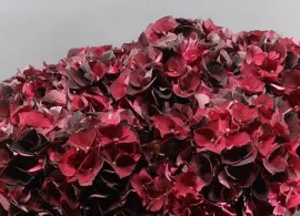 hydrangea-magical-dark-ruby-classic-40cm