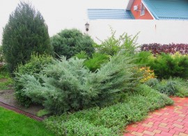 juniperus-virginiana-hetz-2