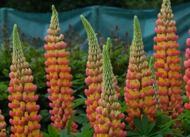 lupin-west-country-gladiato