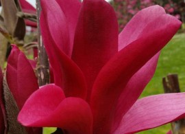 magnolia-burgundy-star