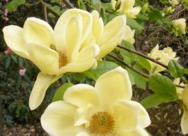 magnolia-lois-agm