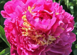 peony-feather-top