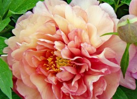 peony-magical-mystery-tour