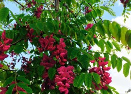 red_flowers_robinia_pseudoacacia_-_casque_rouge