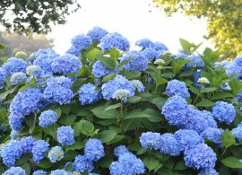 the_original_endless_summer_hydrangea_shrub_with_blue_flowers__23001.1498935128-cropped-compressor__88657