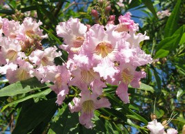 ×-chitalpa-tashkentensis-pink-dawn-flowers
