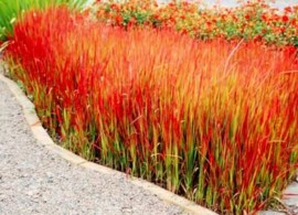 1083130793756_1023557244773_imperata3__41041.1631298605