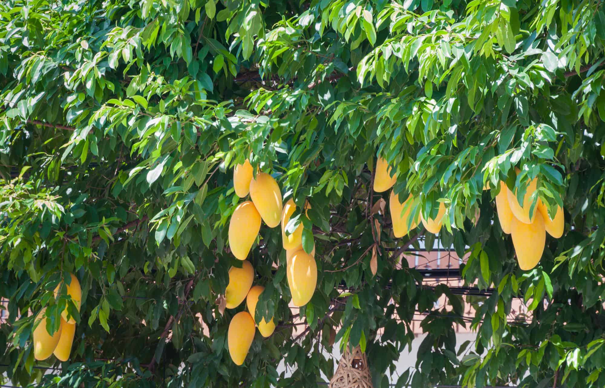 Plantar un mango