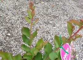 0266716_lagerstroemia-indica-eternal_750