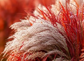 08122_miskantus_ledi_in_red_003