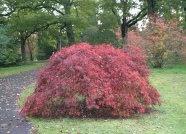 10036-acer-palm-dissectum-atropurpureum-habi01