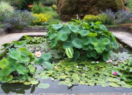 100_9334-nelumbo-nucifera-nymphaea