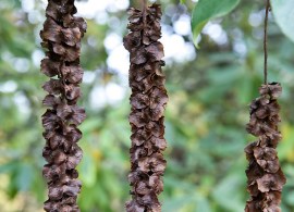 101013-323-pterocarya-fraxinifolia