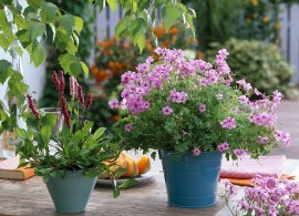 12151435-oxalis-pink-pillow-polygonum-bistorta-superba