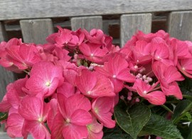 124658-2_hydrangea-macrophylla-rebellion-dark-pink-love-20240707-1-e1724041579873