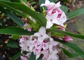 12852-daphne-perfume-princess
