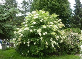 13107-tavolnikovec-jerabolisty-sorbaria-sorbifolia-1