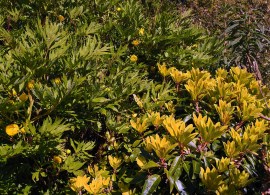 1489_3086_paeonia_ludlowii_and_daphniphyllum_01