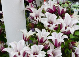 201155-00-gpie