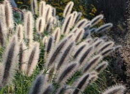 25009_pennisetum-moudri_01
