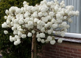 3.-viburnum-eskimo-viburnum-©jb-130513-36