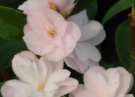 37711-camelia-champetre-cinnamon-cindy-2
