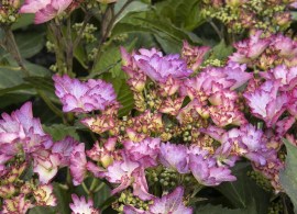 43342_hydrangea_macrophylla_seaside_serenade_crystal_cove__6723mnc