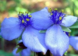 43d0f7f0e6be9c44f8fad779755606d2--shade-perennials-blue-things