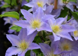 5313_klematis_spotlight_004
