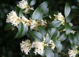 576ba2fcbdfdf-osmanthus-burkwoodii-5l