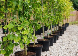 59974891_w640_h640_ginkgo-bilobaginko-biloba2