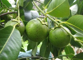 640px-diospyros_digyna_(6086)