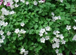 65b27a9e91b8ce42c6af25cf46c22a3c--white-pillows-woodland-garden