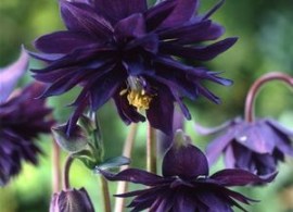 71f6d3cabc4662a12bd597814b58d40a--columbine-flower-aquilegia