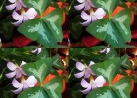 725230-oxalis-triangularis-fanny6