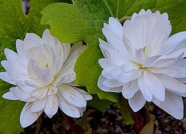 7380-sanguinaria-canadensis-multiplex-1