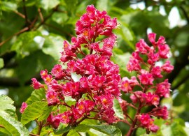 800px-aesculus_x_carnea_pict0370